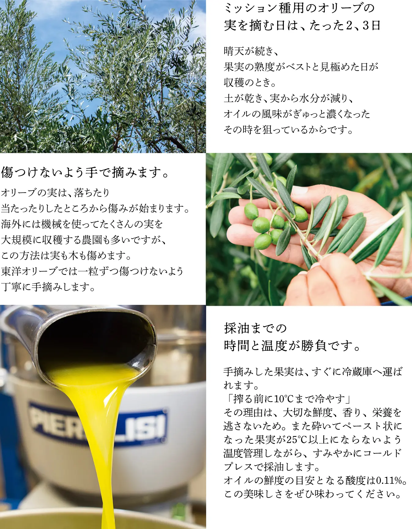 ミッション種用のオリーブの実を摘む日はたった2、3日