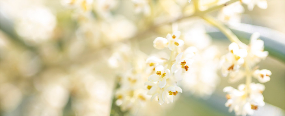 オリーブの花