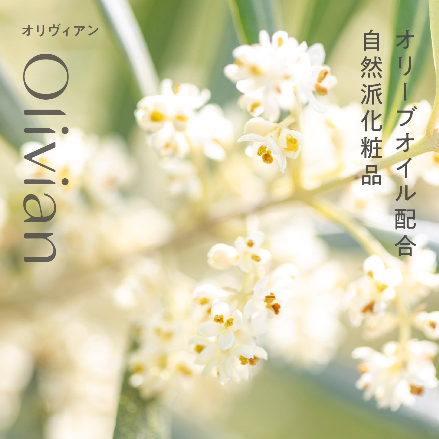 オリーブの花