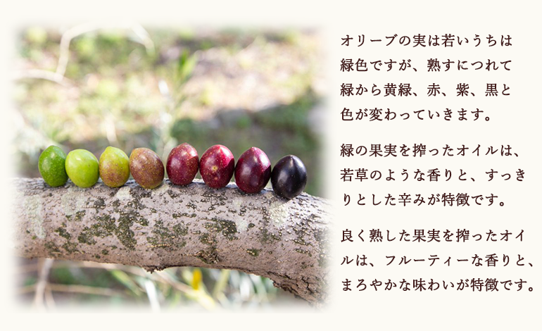 オリーブレインボー