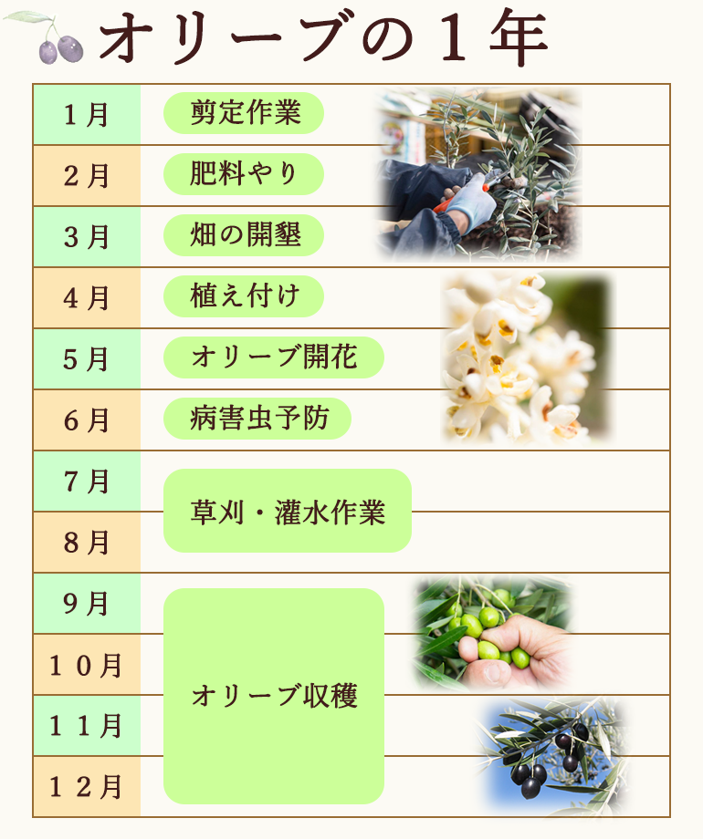 オリーブの1年