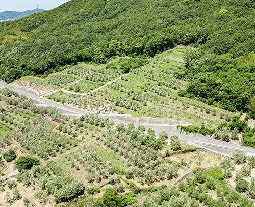 日本最大のオリーブ農園で栽培