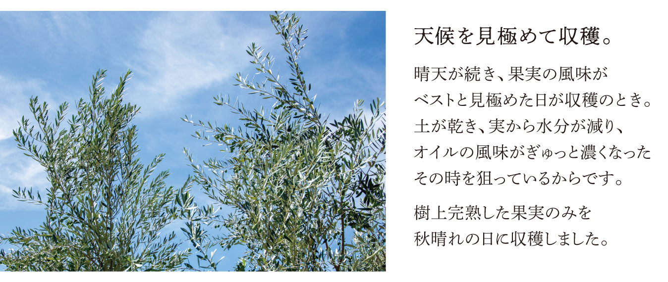 天候を見極めて収穫。