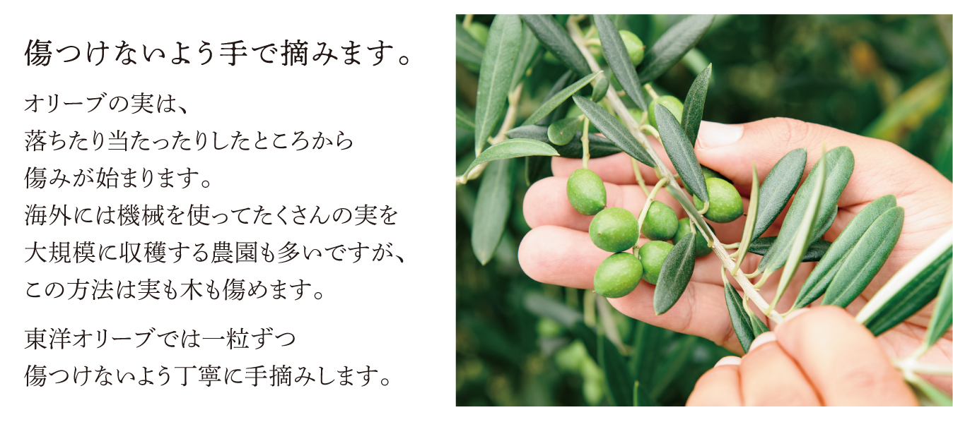 傷つけないよう手で摘みます。