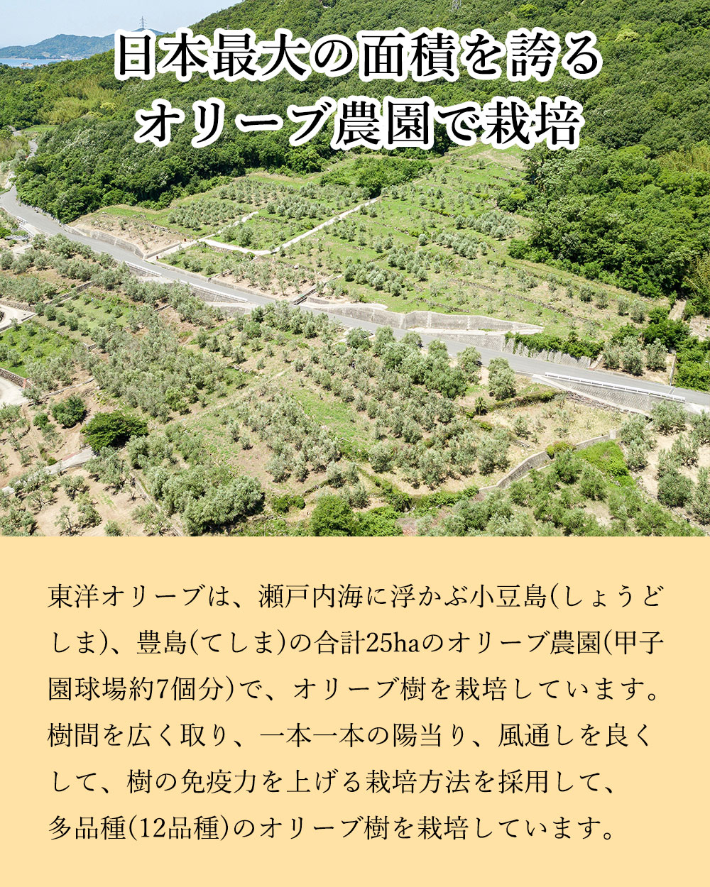 日本最大のオリーブ農園