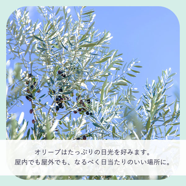 たっぷりの日光を
