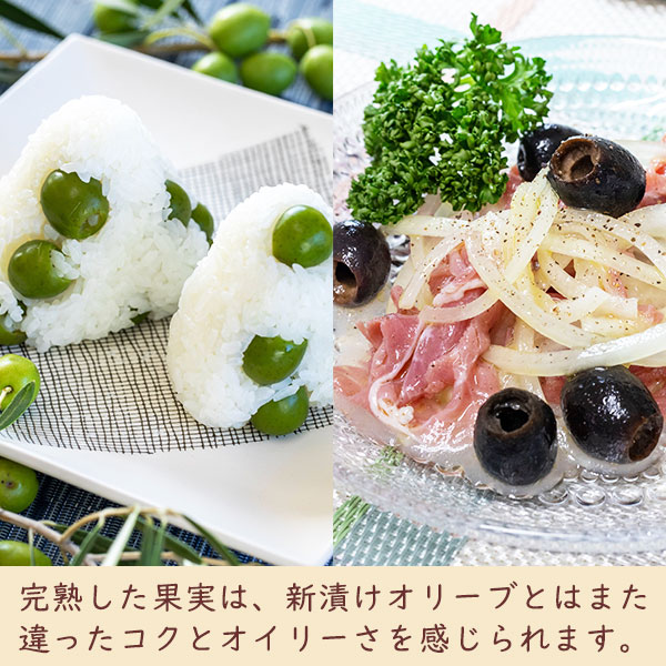 完熟した果実は、新漬けオリーブとはまた違ったコクとオイリーさを感じられます。